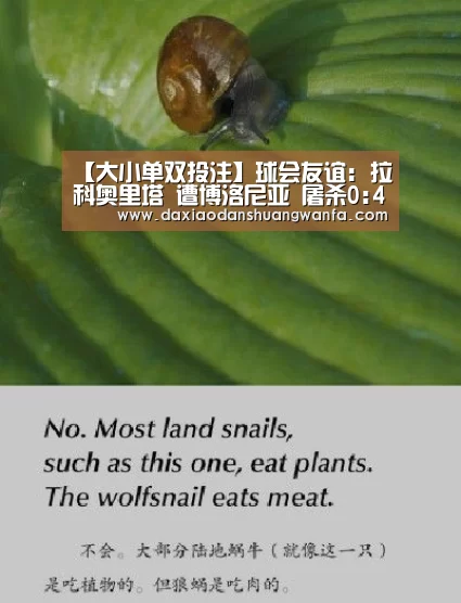 大小单双组合