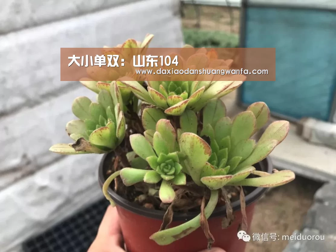 大小单双:山东104(图1) 大小单双玩法