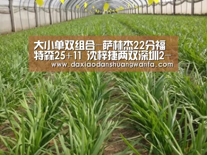 大小单双玩法